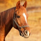 Paard kopen: de valkuilen en hoe die te vermijden