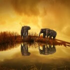 De olifant: ware kuddedieren