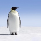 Gimp, open source beeldbewerking Linux (fotoshoppen)