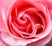 Een bloem in close-up / Bron: Wobogre, Pixabay