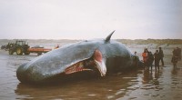 Potvis in 1997 op Ameland, deze met onderkaak / Bron: Harmen Wijnberg