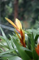 Door de wazige achtergrond, die het gevolg is van de kleine scherptediepte, valt de bloem meer op / Bron: Cliff from Arlington, Wikimedia Commons (CC BY-2.0)