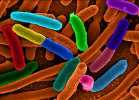 Escherichia coli (E. coli) bacterie / Bron: Mattosaurus, Wikimedia Commons (Publiek domein)